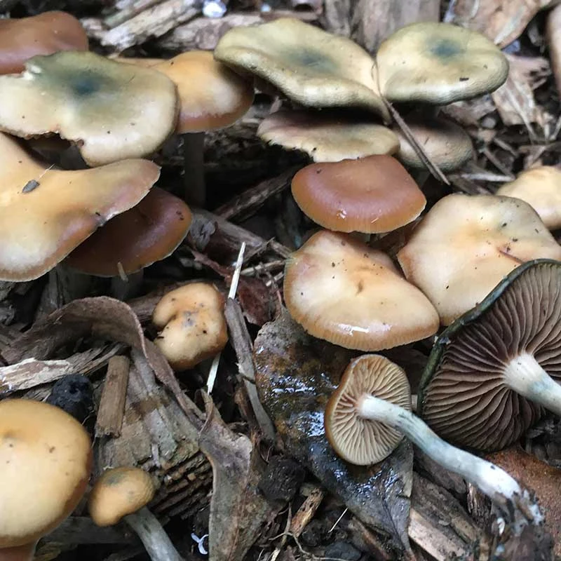 Psilocybe subaeruginosa: olive-brown caps bruising blue-green, growing on woody debris