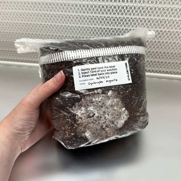Healthy white mycelium colonising Substrate A