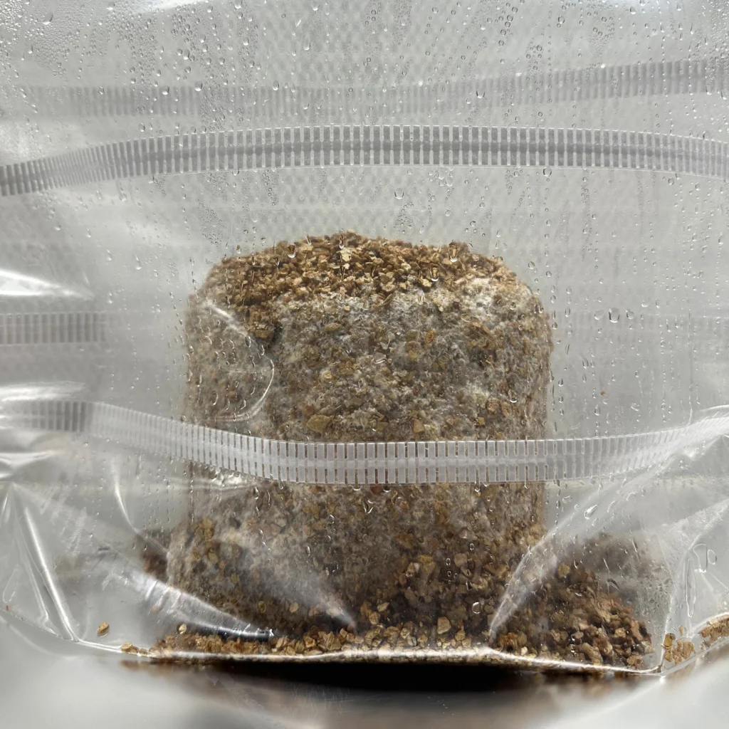 A PF-Tek MycoBag cake in its fruiting stage, before any pins have shown