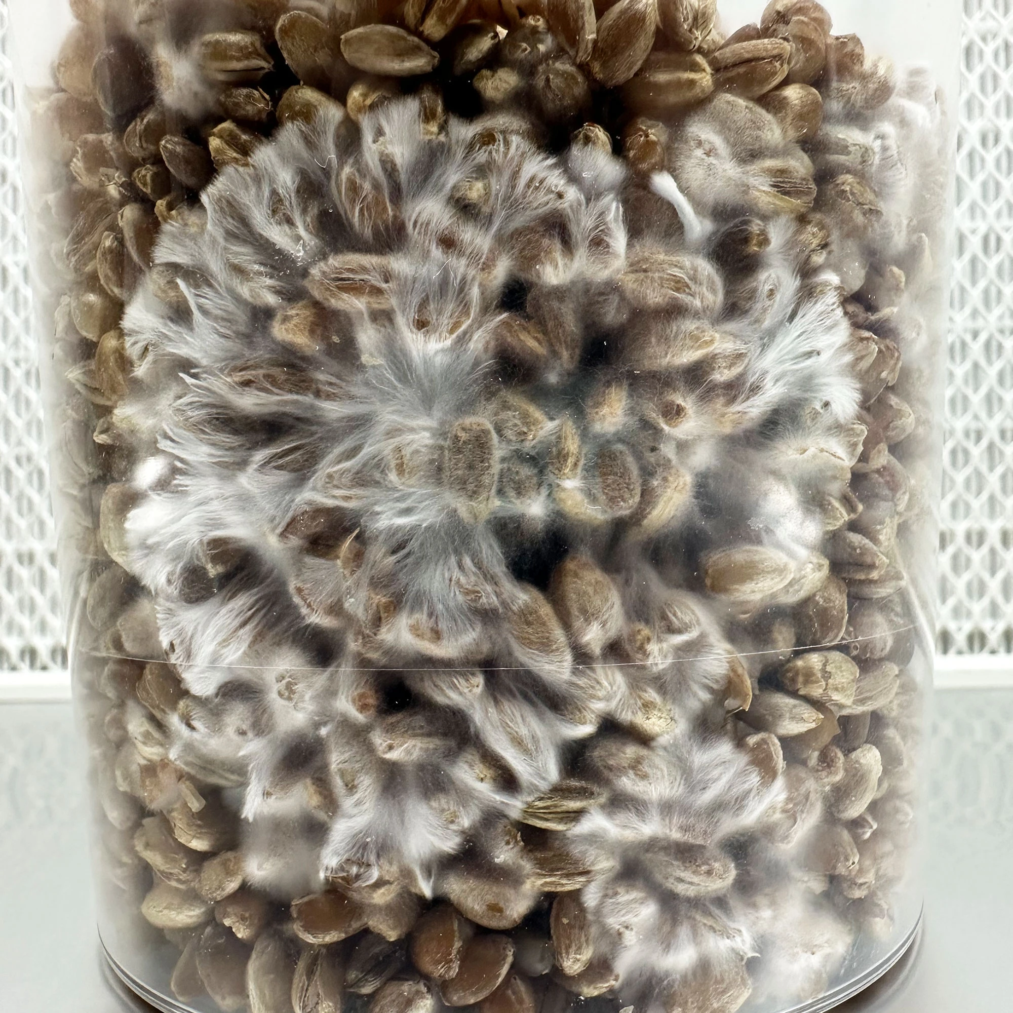 Grain heavily colonised with white fluffy mycelium filling the jar