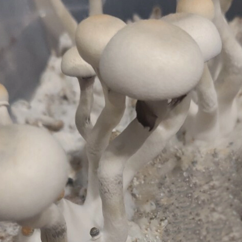 Leucistic Burma cubensis: soft grey-white rounded caps on pale stems, low pigment