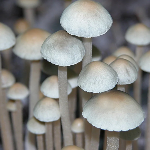 Panaeolus cyanescens MIB: grey-white domed caps on long slender stems, the jet-black printing Panaeolus