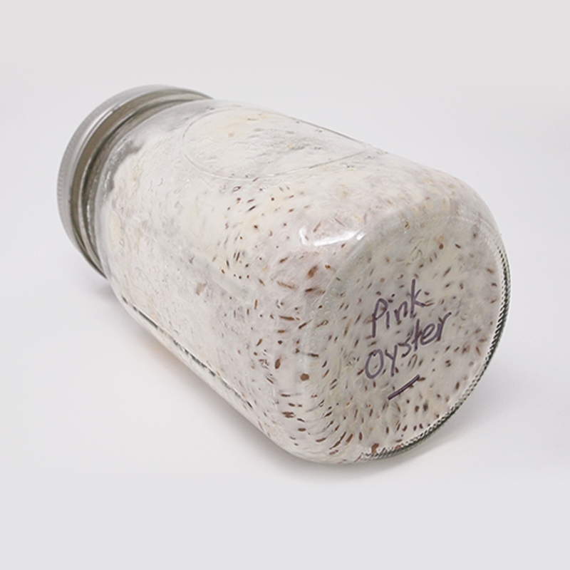 Rye Grain SpawnJar™