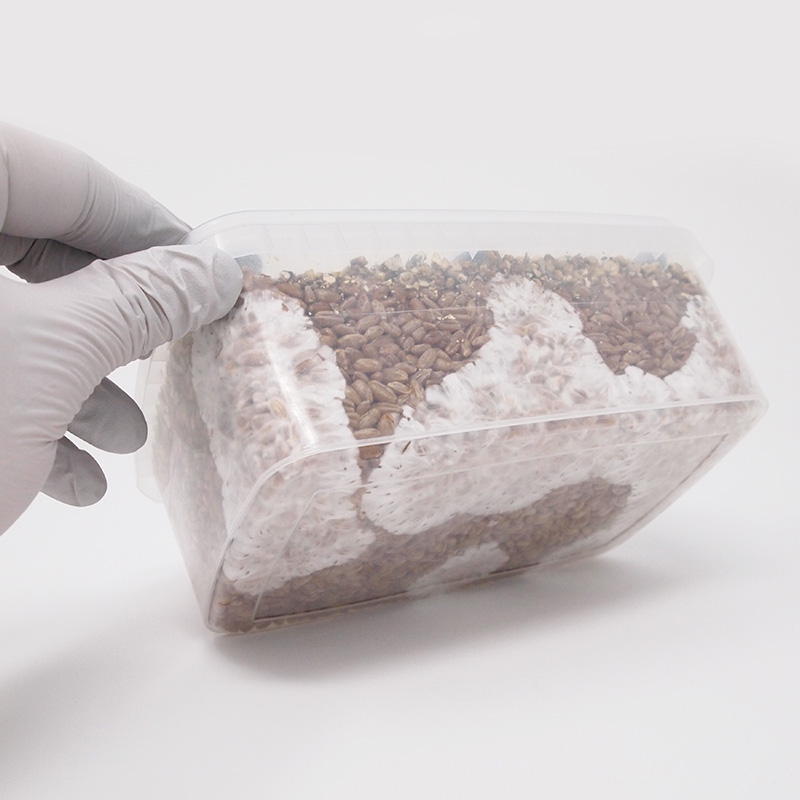 XL Rye Grain MykoBox Grow Kit - Image 2