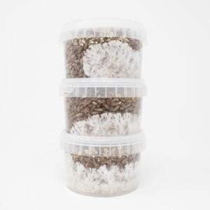 Rye Grain MycoPots™ Grow Kit