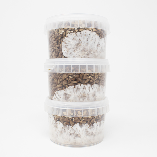 Rye Grain MycoPots™ Grow Kit