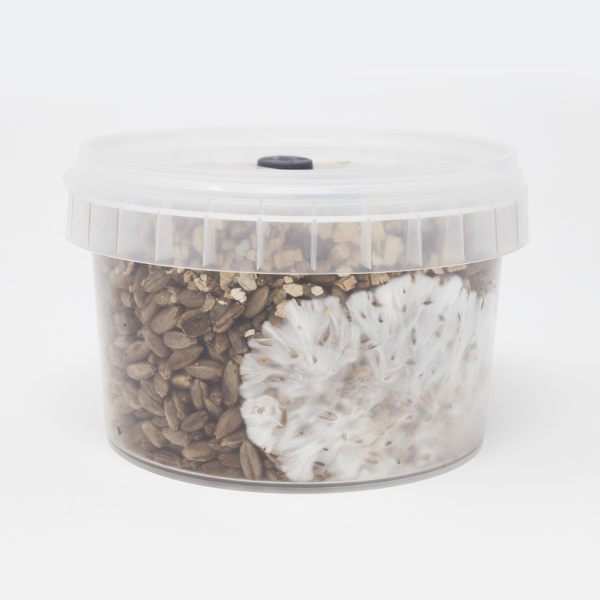 Rye Grain MycoPots™ Grow Kit - Image 2