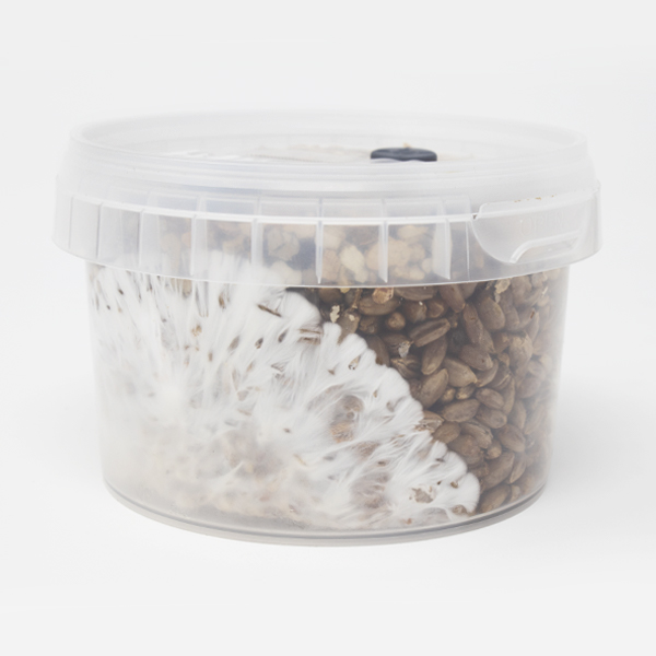 Rye Grain MycoPots™ Grow Kit - Image 4