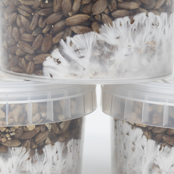 Rye Grain MycoPots™ Grow Kit - Image 3