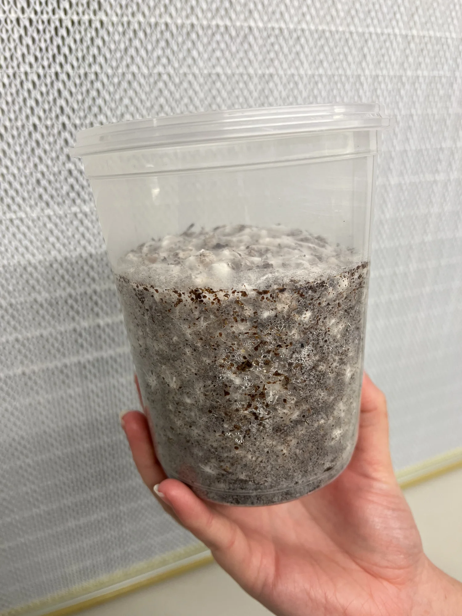 A fully colonised MiNO tub held in one hand, white mycelium showing through the clear plastic