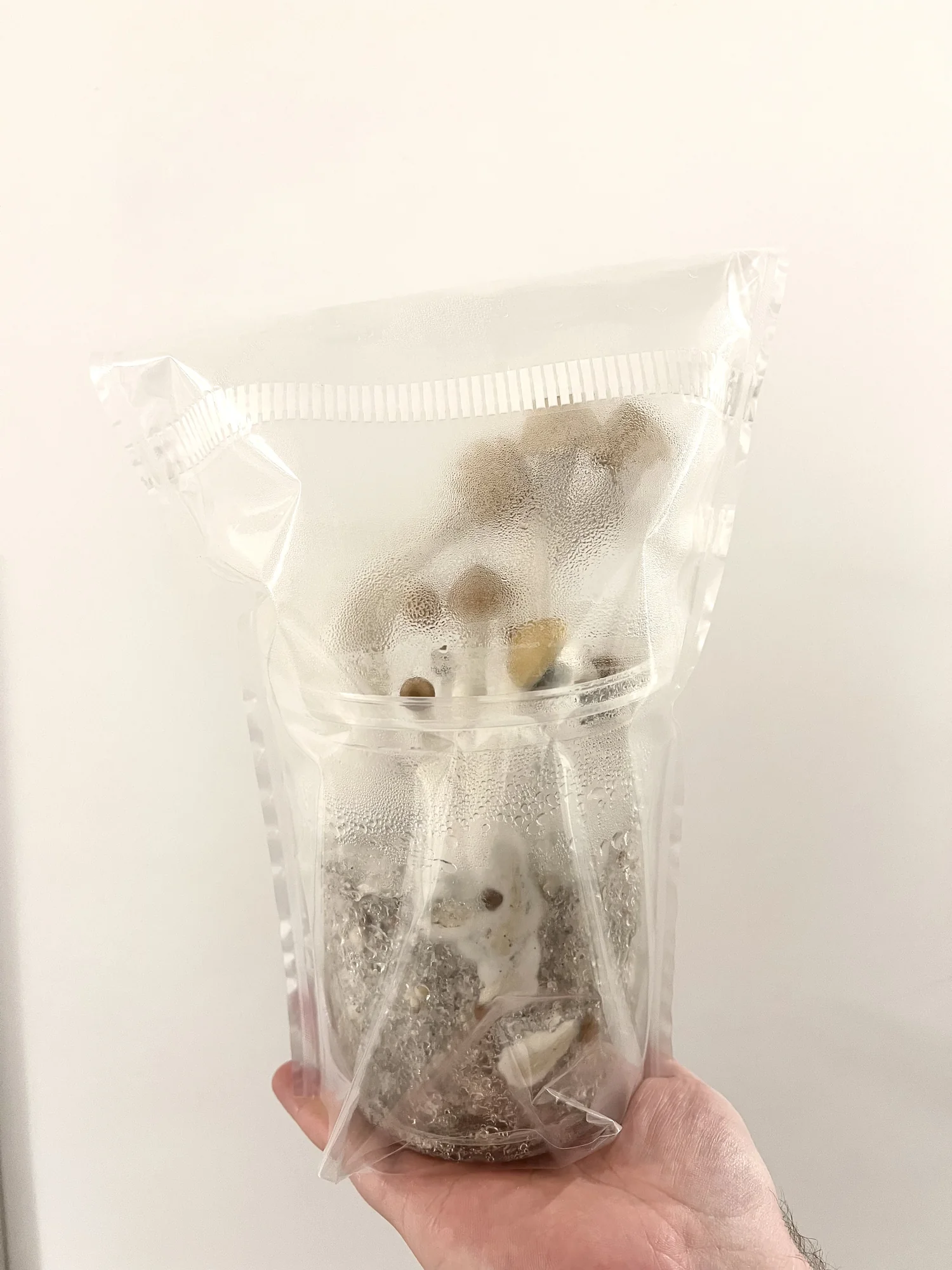 A MiNO grow bag held up with mushrooms fruiting inside