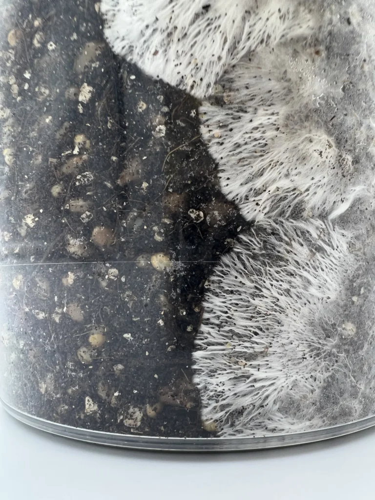 Mycelium colonising the substrate in the EZPZ tub
