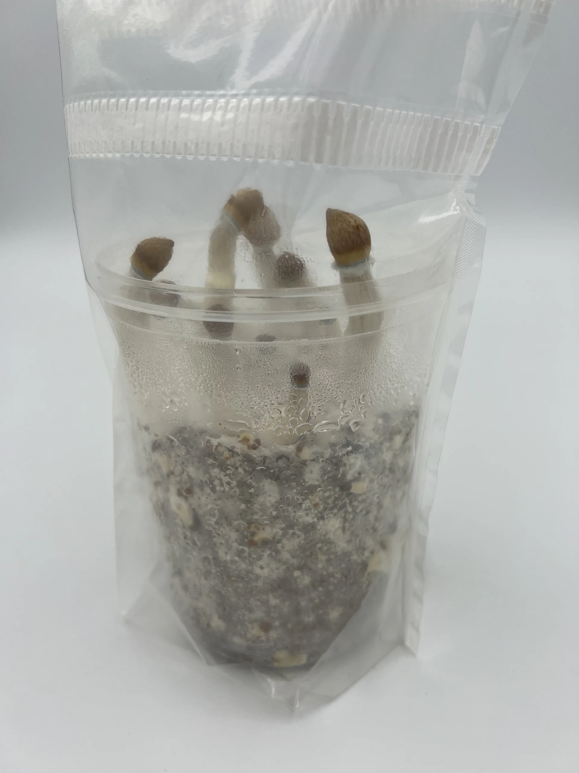 An EZPZ kit fruiting inside its sealed filter bag, mushrooms rising above the cup rim