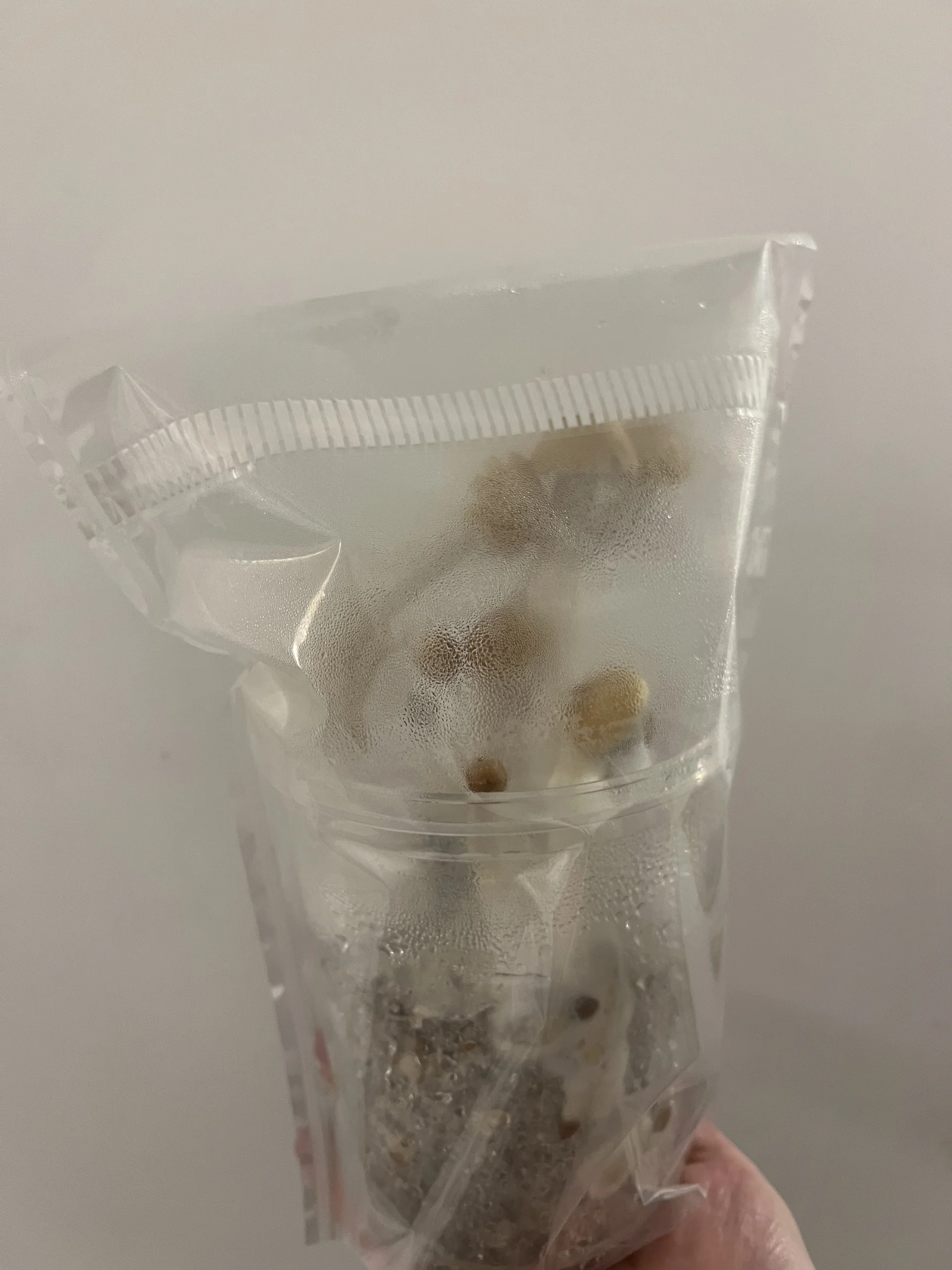 Mushrooms fruiting from an EZPZ cup inside the grow bag, condensation on the plastic