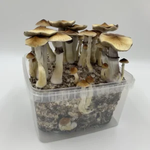 A MonoBox grow kit in full flush with Pioppino mushrooms