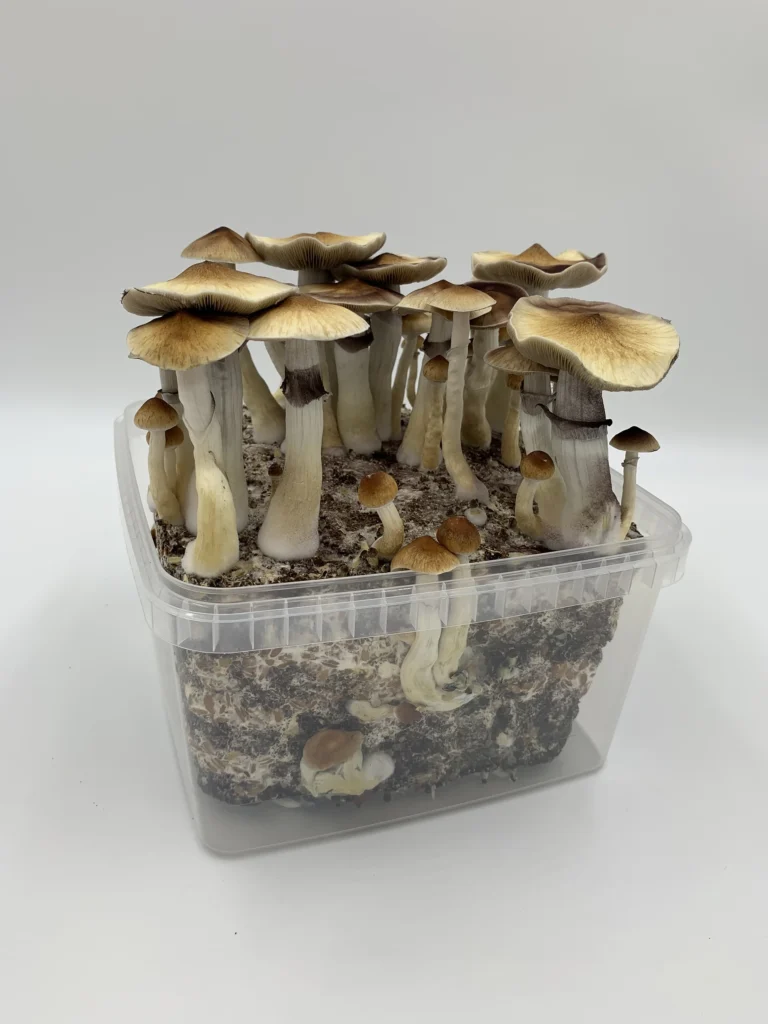 A MonoBox grow kit in full flush with Pioppino mushrooms