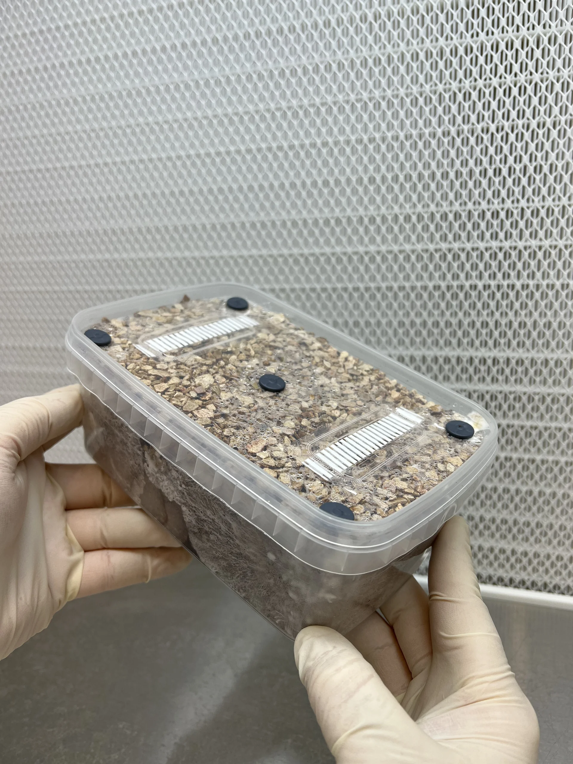 Gloved hands holding an XL Cylocybe Special Mushroom Grow Kit, its lid showing two HEPA filter strips and black rubber injection ports