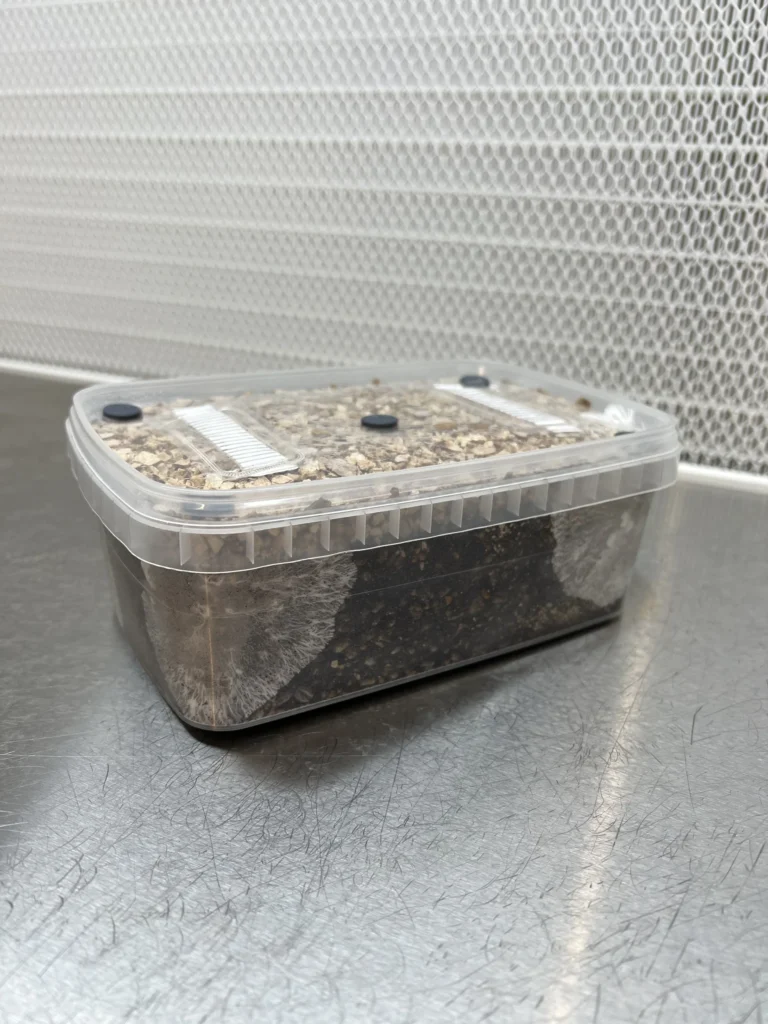 Mycelium colonising a Cylocybe Special MykoBox