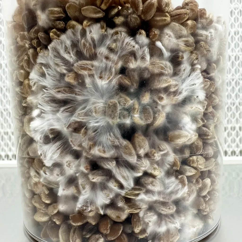 Mycelium colonising the grain in a SpawnTub