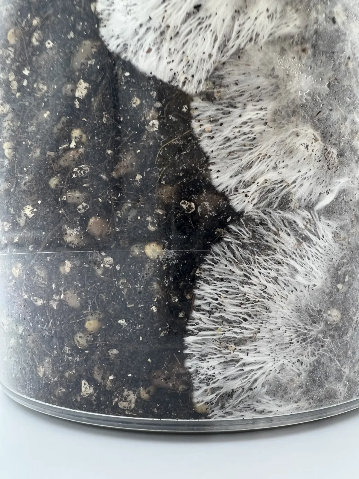 Mycelium colonising the substrate in the EZPZ tub