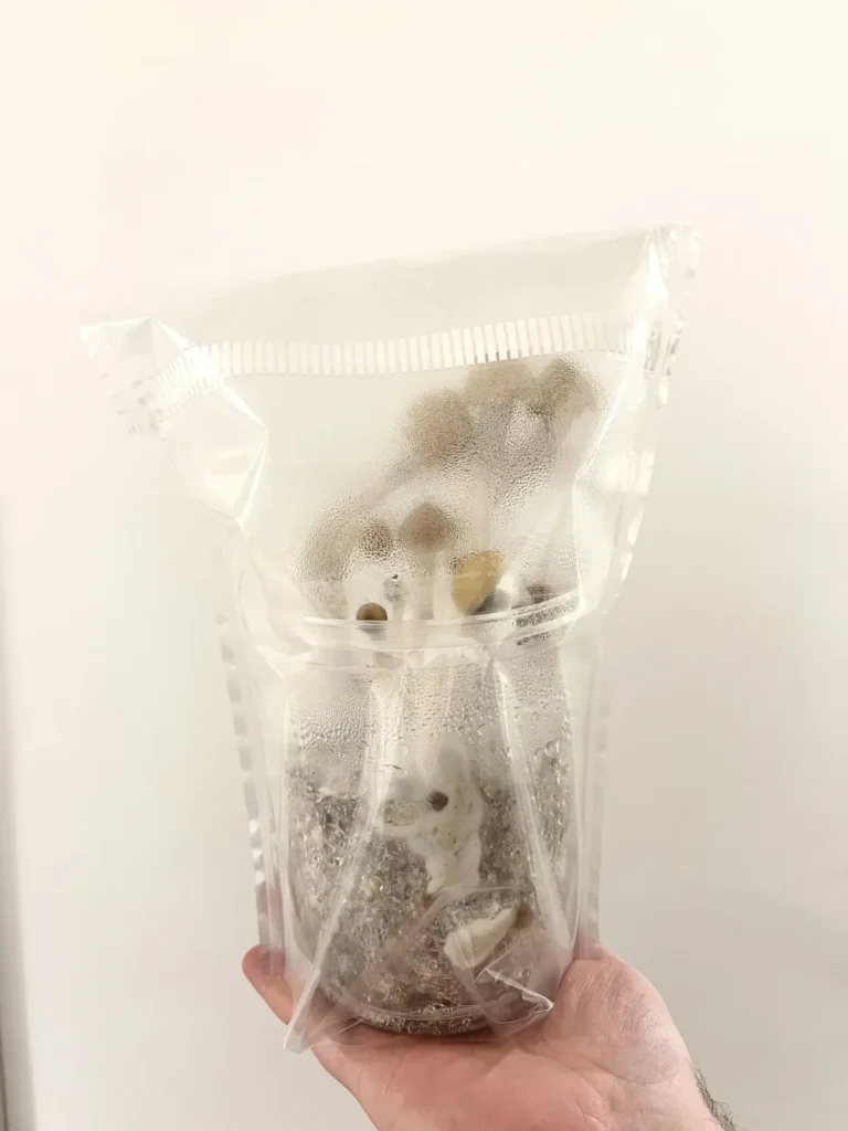 Mushrooms fruiting in the EZPZ tub