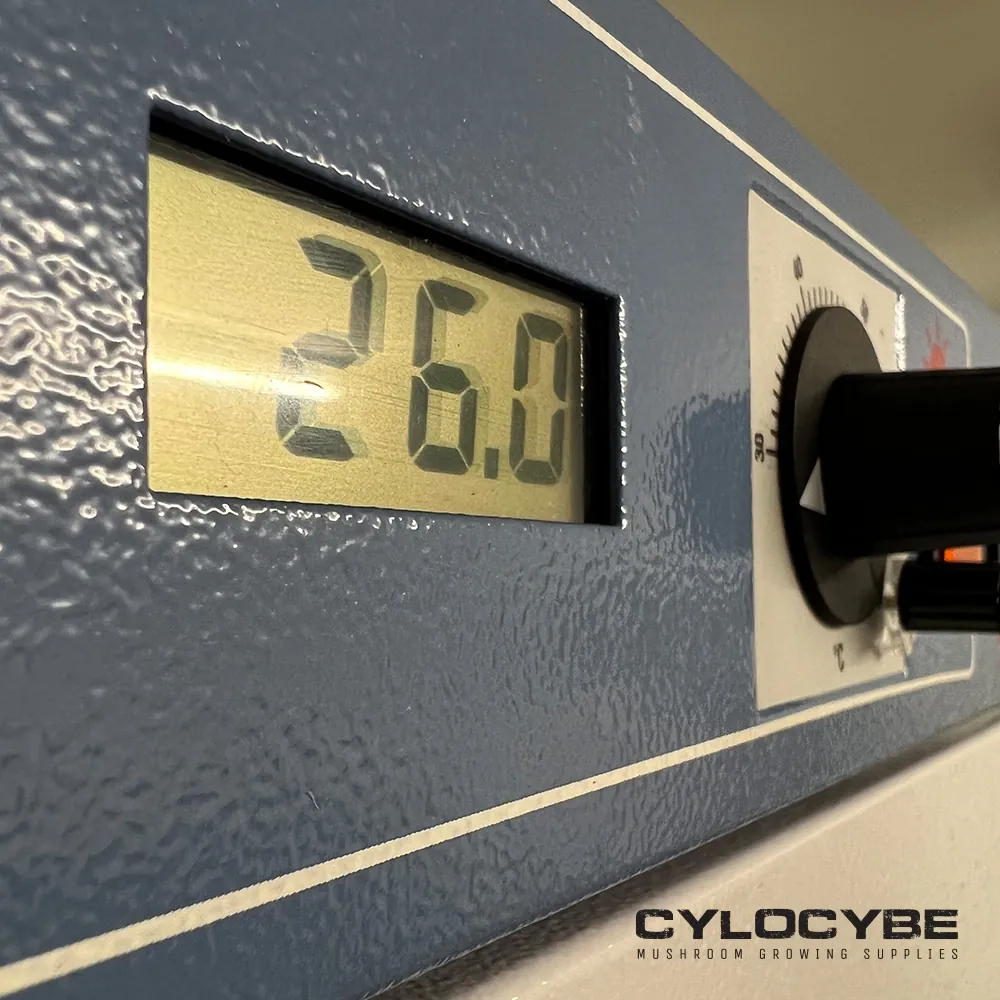 Incubation temp - Cylocybe