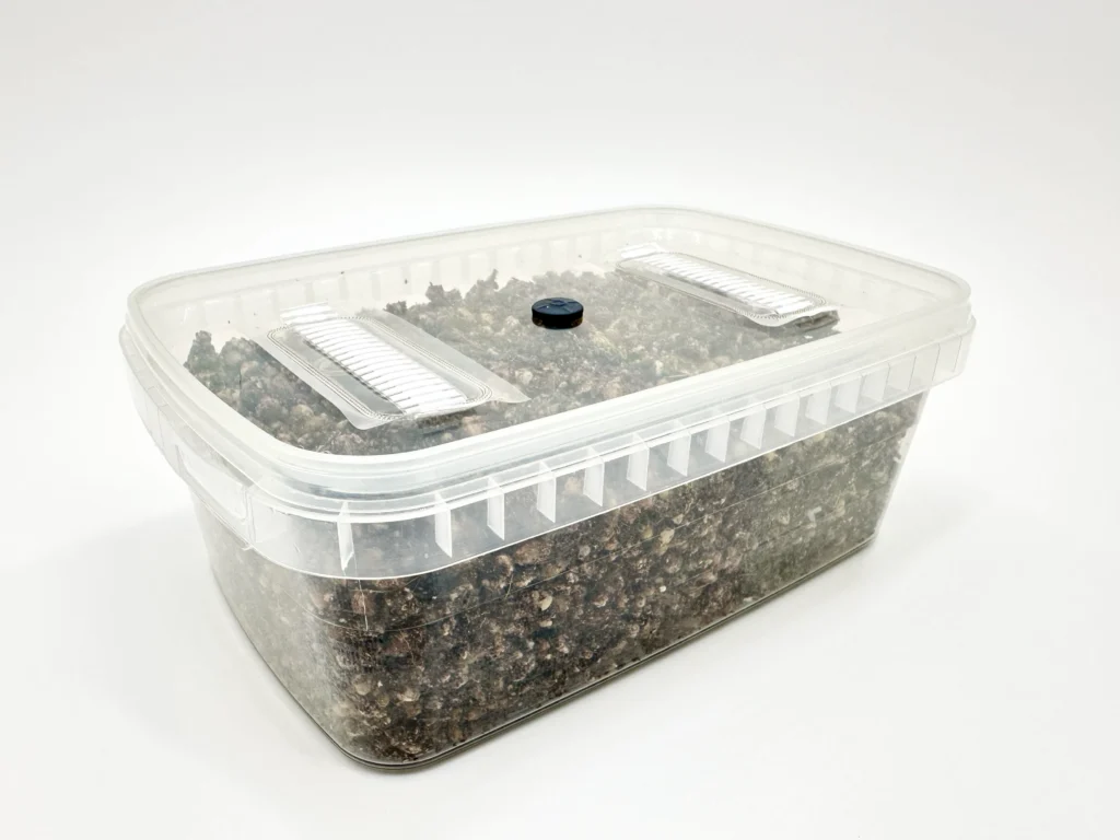 MycMonster Box grow kit: the sealed box with two filter strips and one injection port in the lid