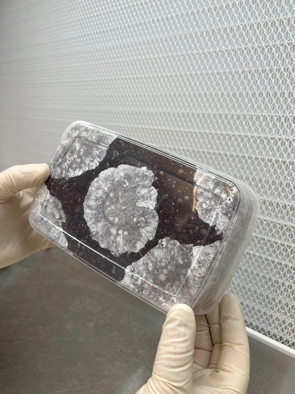 An XL Cylocybe Special Mushroom Grow Kit held in a gloved hand, colonised substrate visible through the window